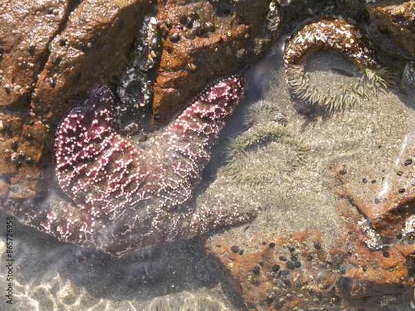 Obraz Tidepool