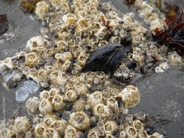 Obraz Barnacles And Mussel