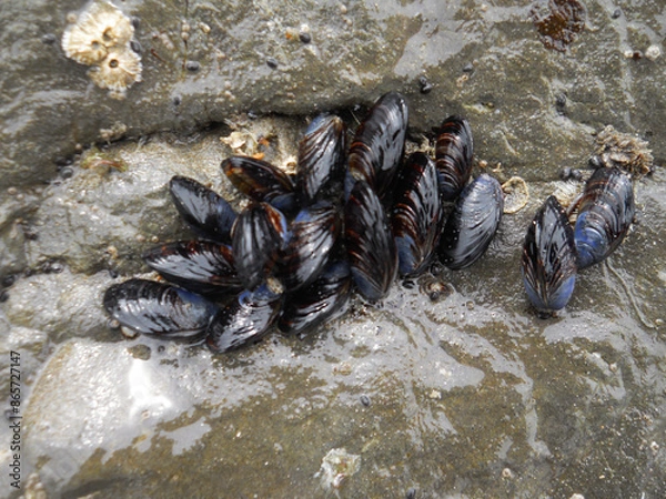 Obraz California Mussels