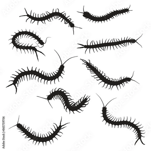 Obraz Set of Centipede Vector Art Silhouette