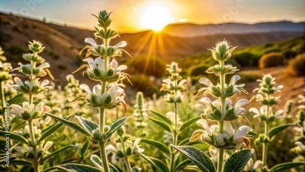 Obraz Delicate white Jerusalem sage flowers bloom amidst soft green foliage, set against a serene, sun-kissed Israeli desert landscape backdrop.