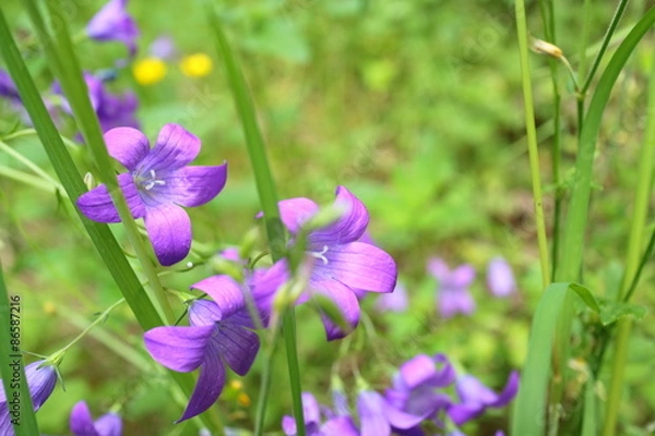 Obraz bluebells in the forest