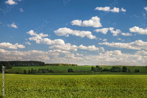 Obraz Зеленое поле летом
