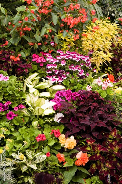 Fototapeta Flower Background