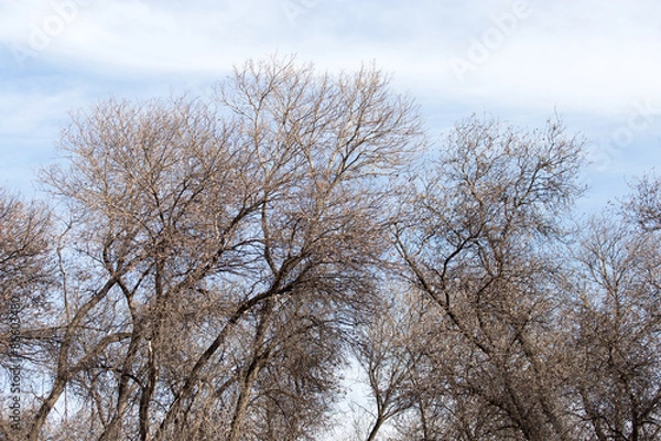 Obraz leafless tree branches against the blue sky