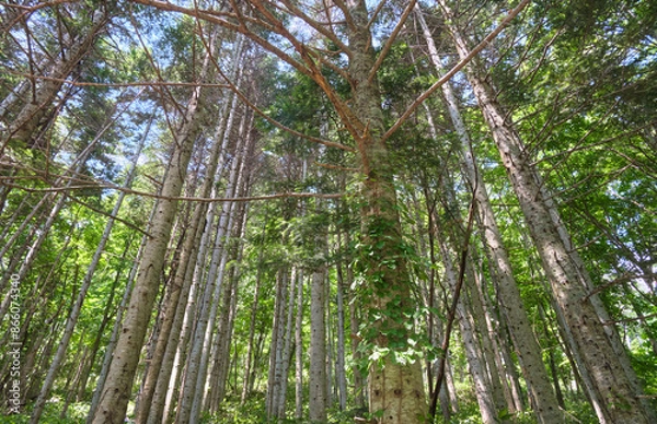 Obraz トドマツ林 / Abies sachalinensis forest