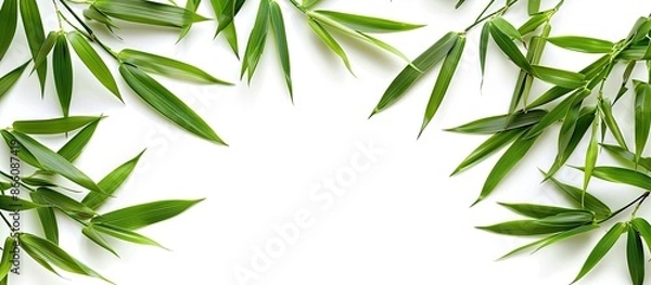 Fototapeta Bamboo leaves arranged with copy space image on a white background.