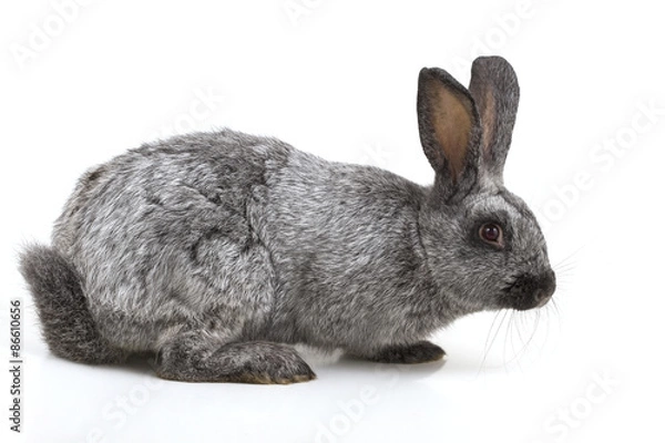 Obraz rabbit on a white background