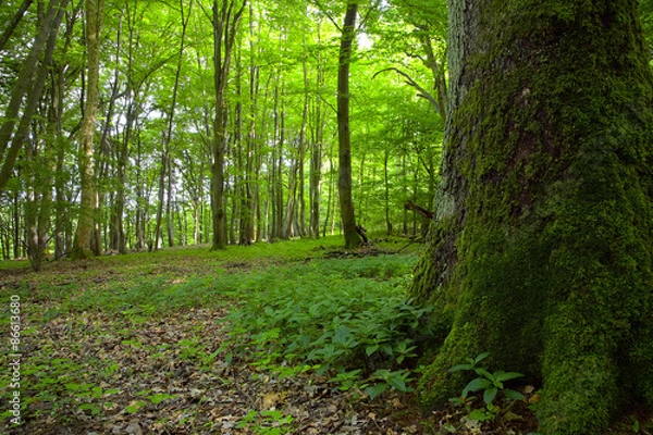 Obraz Deciduous forest