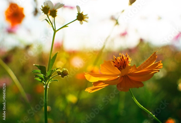 Fototapeta Soft focus of orange cosmos field with light of sun and blur background