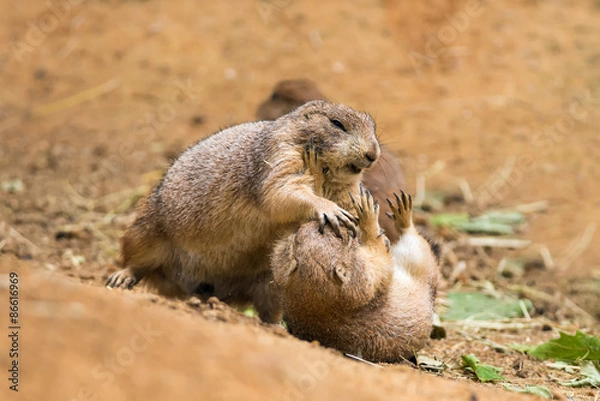 Obraz Adult prairie dogs fighting