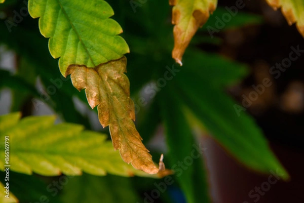 Obraz Top view of a cannabis plant with issues of leaf wilting and burning. Leaves appear dry and have brown burnt spots scattered throughout, indicating the plant's deteriorating health.