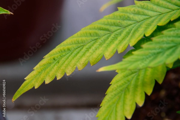 Obraz Top view of a marijuana plant with wilted and burnt leaves. The leaves show signs of wilting and brown burn spots, indicating poor plant health.
