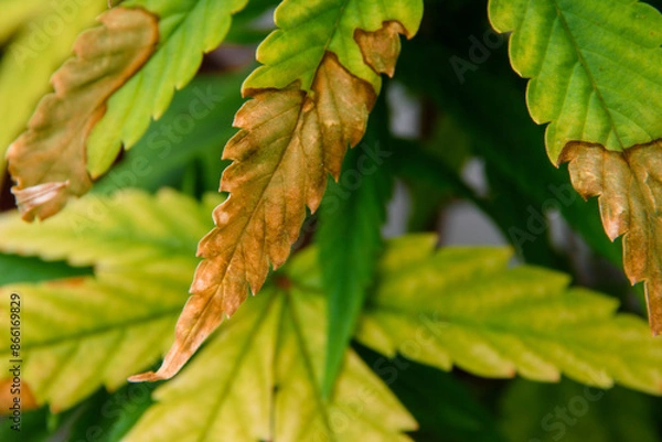 Obraz Top view of a cannabis plant with issues of leaf wilting and burning. The leaves appear dry and have brown burnt spots scattered throughout, indicating the plant's deteriorating health.