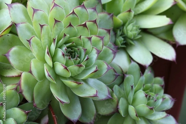 Obraz Sempervivum