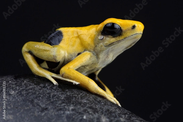Obraz A Dyeing Dart Frog on a rock
