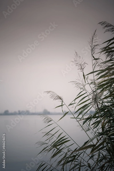 Obraz reeds against water at lake shore