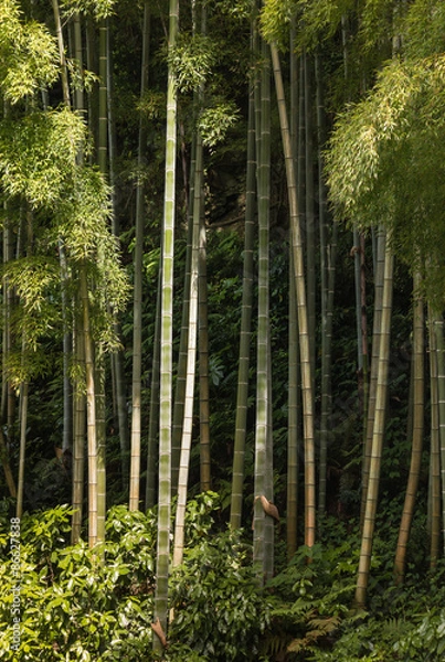 Fototapeta close up of bamboo growing in forest