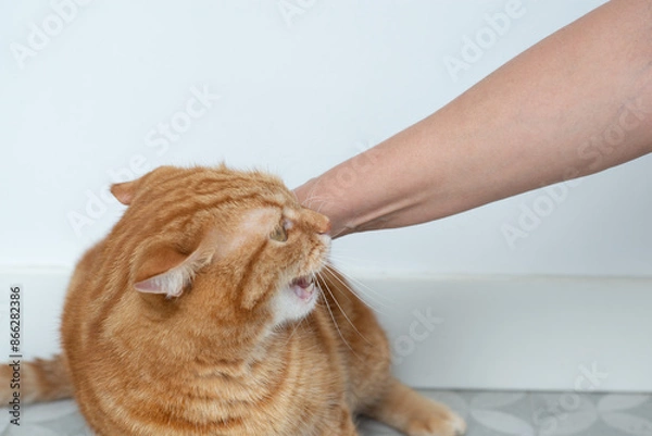 Obraz Angry aggressive adult ginger tabby cat and a woman's hand tries to touch him