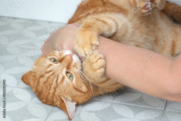 Obraz Angry aggressive adult ginger tabby cat bites and scratches and a woman's hand tries to touch him