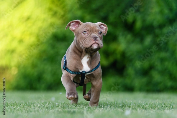 Fototapeta Running brown puppy in harness