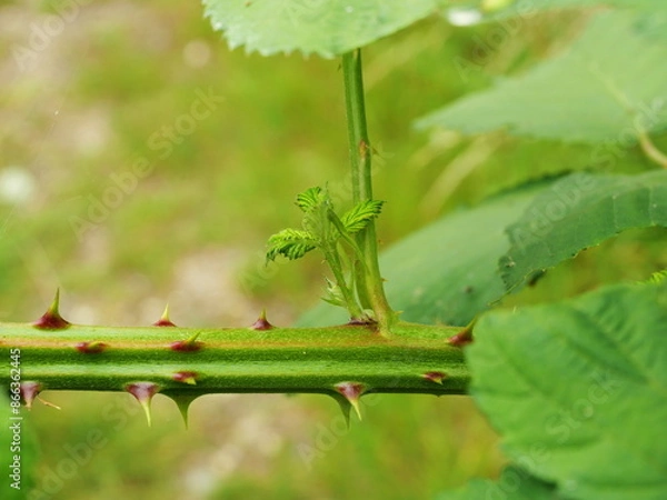 Fototapeta Photo of a wild blackberry bush, emphasizing its crucial thorns for climbing. Nature adorned with functional beauty