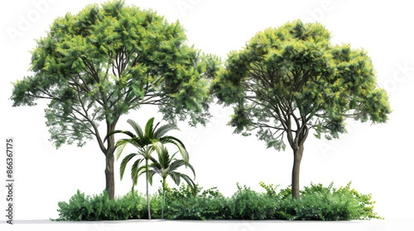 Obraz Two Tropical Trees with Lush Green Foliage