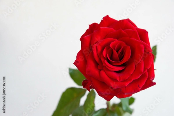 Fototapeta 赤い薔薇