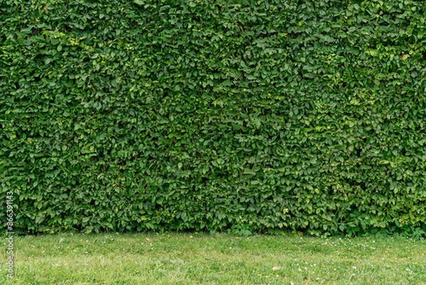 Obraz Wall of green leaves. plant with many leaf as a background