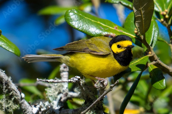 Obraz hooded warbler