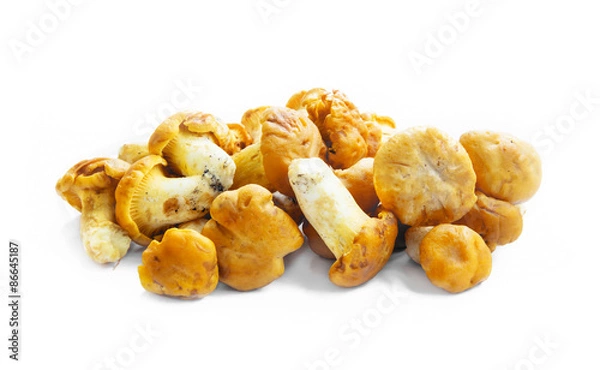 Obraz Chanterelle Mushrooms Isolated