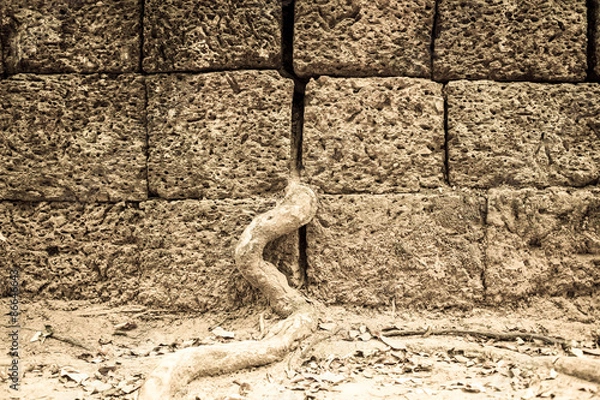 Obraz Wurzel durchbricht Steinmauer