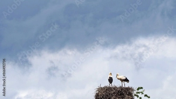 Fototapeta Storchennest