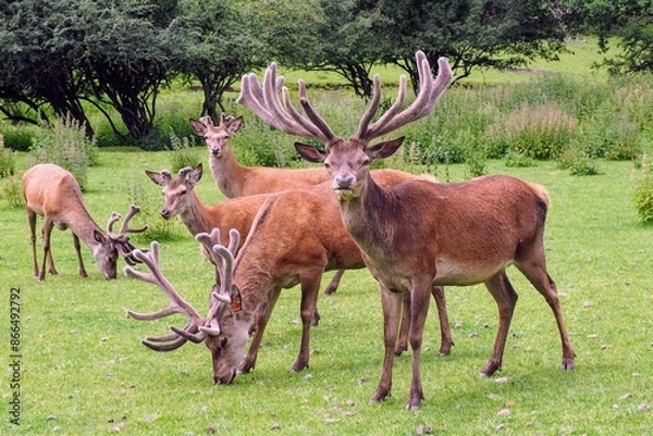 Fototapeta Rothirsche