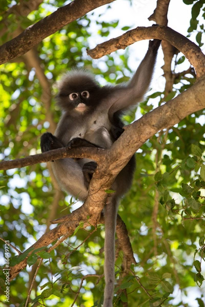 Obraz Brillenblattaffe im Baum