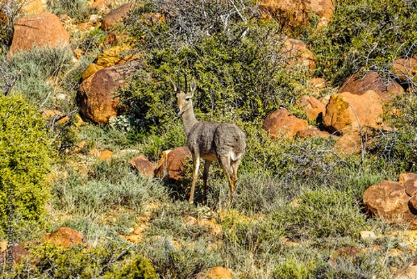 Obraz Alert male Grey Rhebok looking towards camera in rocky terrain in the Karoo National Park, Western Cape, South Africa