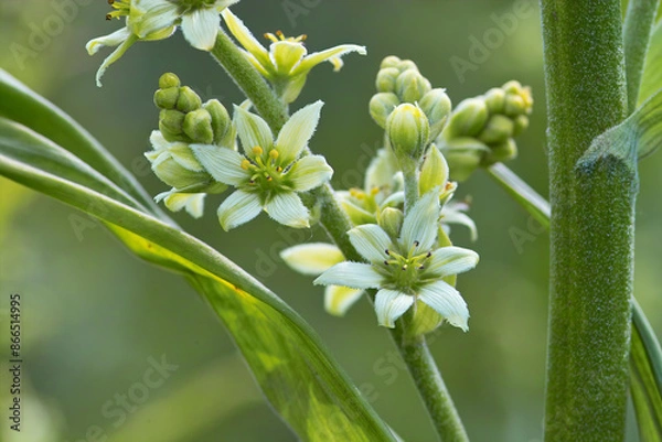 Obraz バイケイソウ2