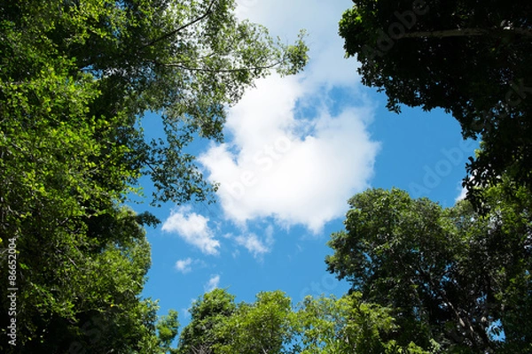 Fototapeta Trees on sky background