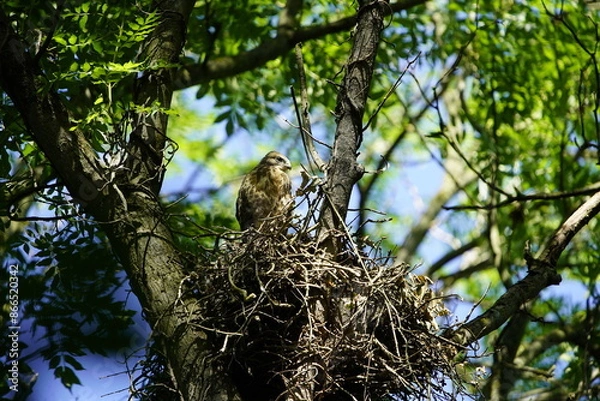 Obraz Bussard Nest with young birds, Common Buzzard (Buteo Buteo) Accipitridae Family. Hanover, Germany.

