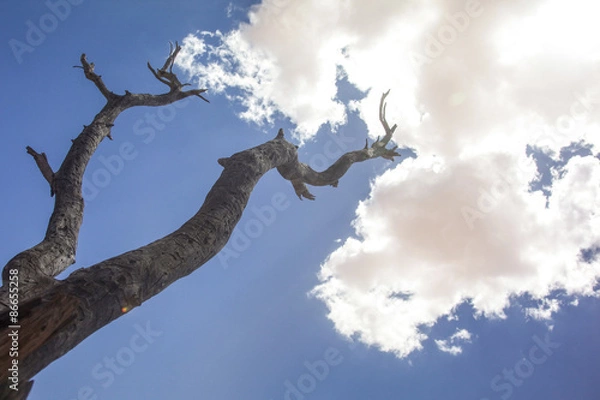Obraz Baum mit Wolken