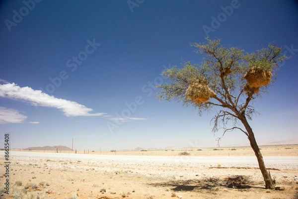 Obraz Baum mit Nestern vom Webervogel