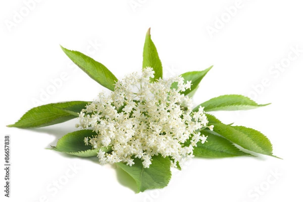Obraz Hollunderblüte auf weißem Hintergrund