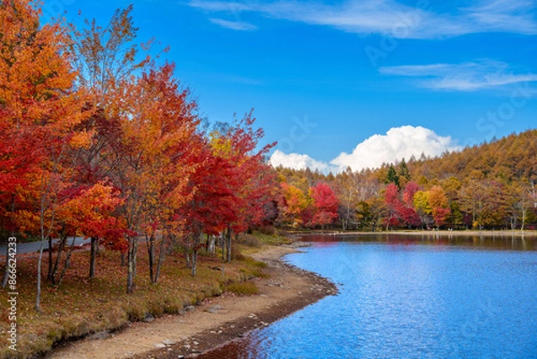 Fototapeta 女神湖 秋の紅葉の湖畔（日本長野県立科町）