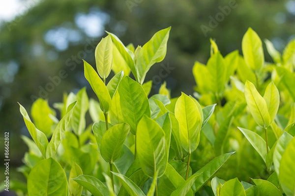 Fototapeta green Leaf