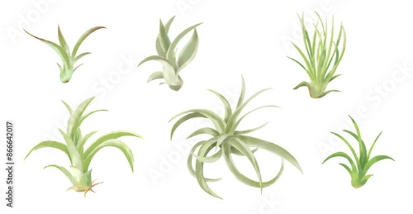 Fototapeta おしゃれな観葉植物エアプランツ　水彩タッチイラストセット