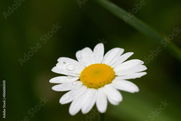 Obraz Daisy with Dew