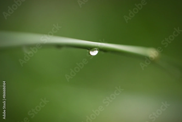 Obraz Water Droplet