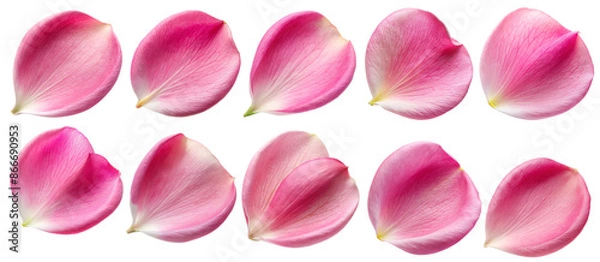 Fototapeta set pink rose petals