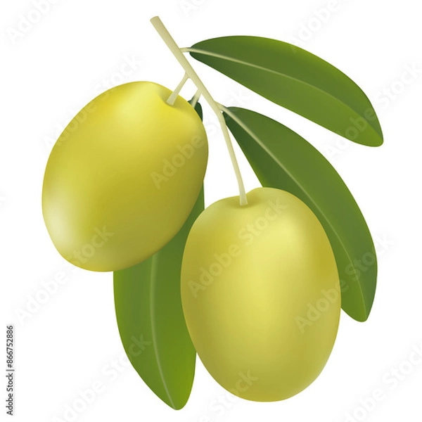 Fototapeta Vector drawing olive tree branch with green olives.