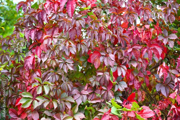 Obraz Autumn backgroung